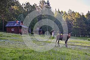 Young elk at forest cordon in Zyuratkul