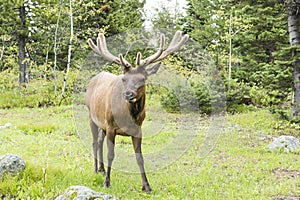 Young elk in Grand Tetons