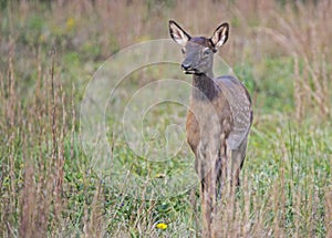 A young elk looks out over an open field.