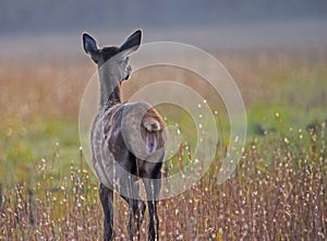 A young elk looks out over an open field.