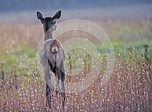 A young elk looks out over an open field.