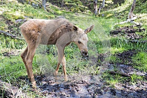 Young elk or moose in norway