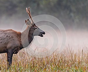 Young elk in right profile in Cataloochee Oct 5