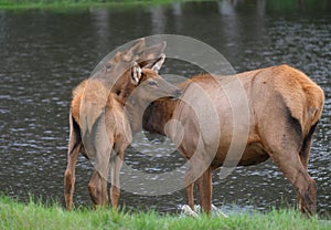 A young elk with it`s mother