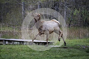 Young Elk strutting around