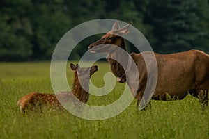 Young Elk In Tall Grass Looks Up at Mother