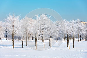 Young elm and linden trees covered in hoarfrost in a city park and the bright sun in the sky, after a night cold fog