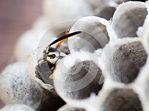 Young emerging wasp transformed into adult worker wasp photo