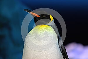 Young Emperor Penguin in the Cold Antarctica Night