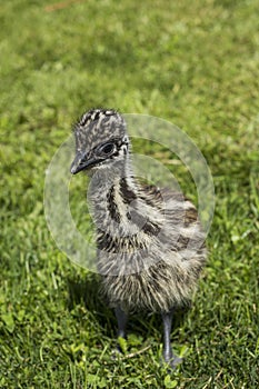 Young Emu Chick Looking Cute in Grass