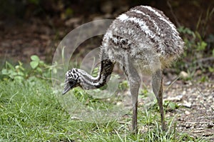 Young emu on the grass