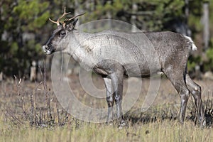 Young endangered woodland caribou near forest