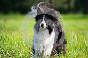 Young energetic dog on a walk. Border Collie.