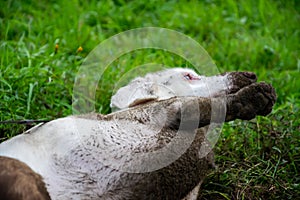 Young energetic dog on a walk. A dirty double marble dachshund standard rummages in the ground, digs a pit