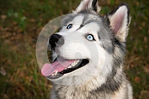 Young energetic dog on a walk. Siberian husky.