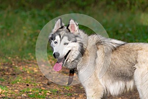 Young energetic dog on a walk. Siberian husky.