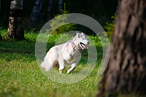 Young energetic dog on a walk. Siberian husky.