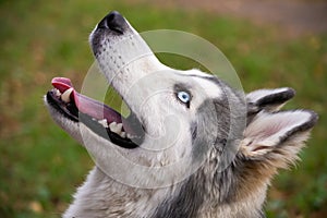 Young energetic dog on a walk. Siberian husky.