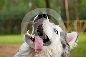 Young energetic dog on a walk. Siberian husky.