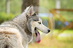 Young energetic dog on a walk. Siberian husky.