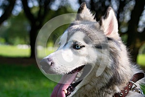 Young energetic dog on a walk. Siberian husky.