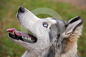 Young energetic dog on a walk. Siberian husky.