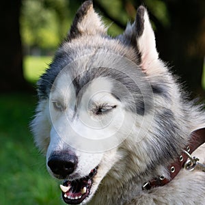 Young energetic dog on a walk. Siberian husky.