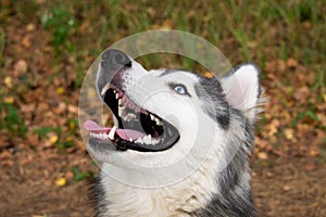 Young energetic dog on a walk. Siberian husky.