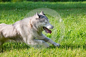 Young energetic dog on a walk. Siberian husky.