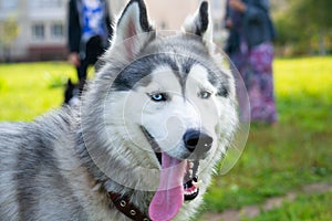 Young energetic dog on a walk. Siberian husky.