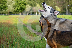 Young energetic dog on a walk. Siberian husky.