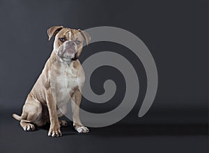 English bulldog sitting