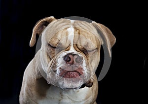 English bulldog eyes closed