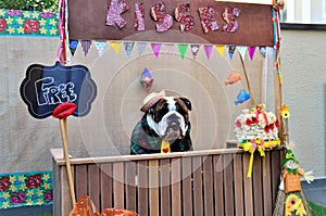 Young English Bulldog wearing a yellow tie, straw hat and green striped shirt in the kissing booth