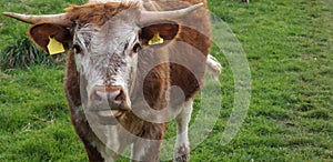 Young English Longhorn