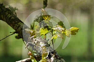 Young English oak tree leaves growing from an old branch with lichen in the sunshine