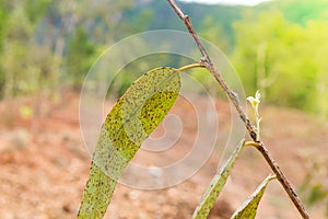 the Young eucal yptus tree sprout