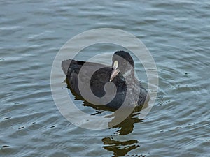 Young Eurasian coot Fulica atra swimming in pond close-up portrait, selective focus, shallow DOF photo