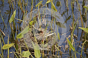 Young Eurasian Coot in nest