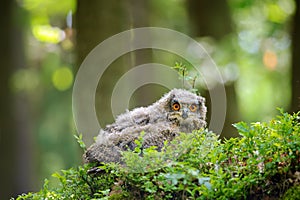 Young eurasian eagle-owl in blueberry patch inside forest on sunny day