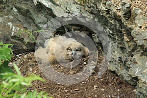 Young Eurasian eagle-owl (Bubo bubo) Germany