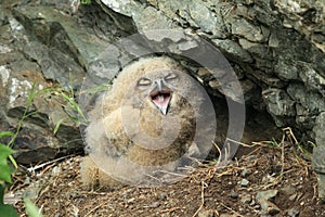 Young Eurasian eagle-owl (Bubo bubo) Germany