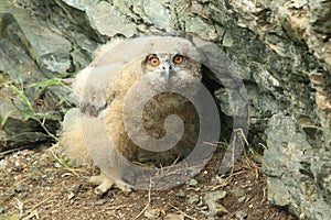 Young Eurasian eagle-owl & x28;Bubo bubo& x29; Germany