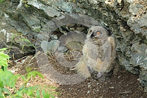 Young Eurasian eagle-owl & x28;Bubo bubo& x29; Germany