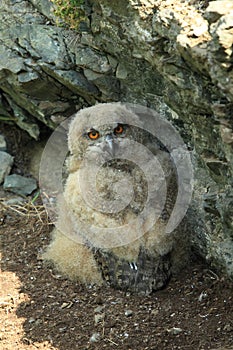 Young Eurasian eagle-owl (Bubo bubo) Germany