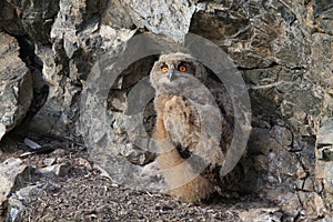 Young Eurasian eagle-owl & x28;Bubo bubo& x29; Germany