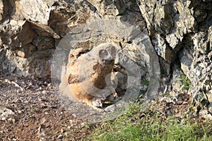 Young Eurasian eagle-owl & x28;Bubo bubo& x29; Germany