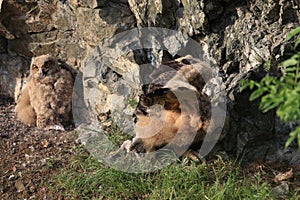 Young Eurasian eagle-owl & x28;Bubo bubo& x29; Germany