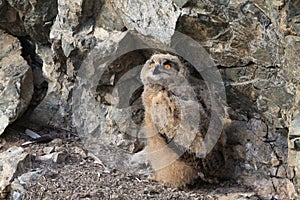 Young Eurasian eagle-owl & x28;Bubo bubo& x29; Germany