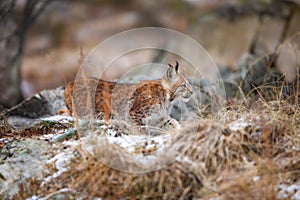 Young eurasian lynx lurking silent in the forest at early winter